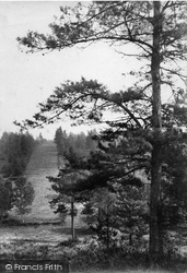 View From The Golf Links 1911, Hindhead