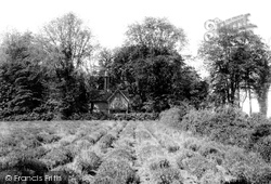 Lavender Field, Mount Pleasant 1901, Hitchin