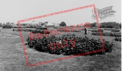The Harkness Rose Gardens c.1965, Hitchin