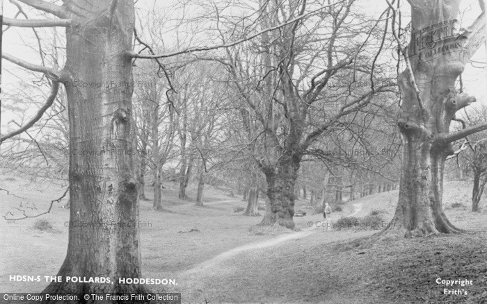 Photo of Hoddesdon, The Pollards c.1950