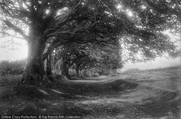 Photo of Holford, Beeches 1897