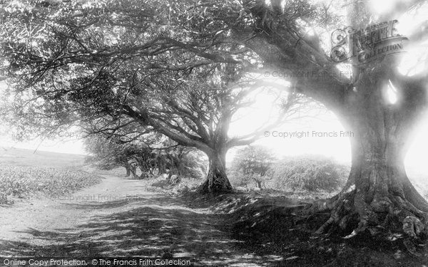 Photo of Holford, Beeches 1897