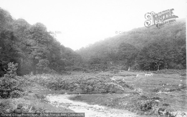 Photo of Holford, Butterfly Combe 1894