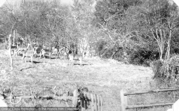 Photo of Holford, Deer At Holford Glen c.1955
