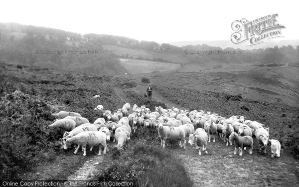 Photo of Holford, Sheep Crossing The Quantocks 1929