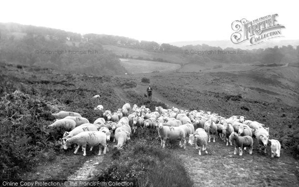 Photo of Holford, Sheep Crossing The Quantocks 1929