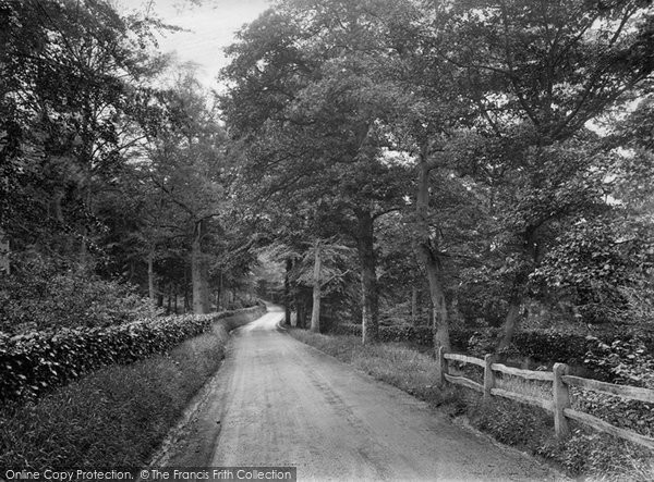 Photo of Holmbury St Mary, In Pasture Woods 1924