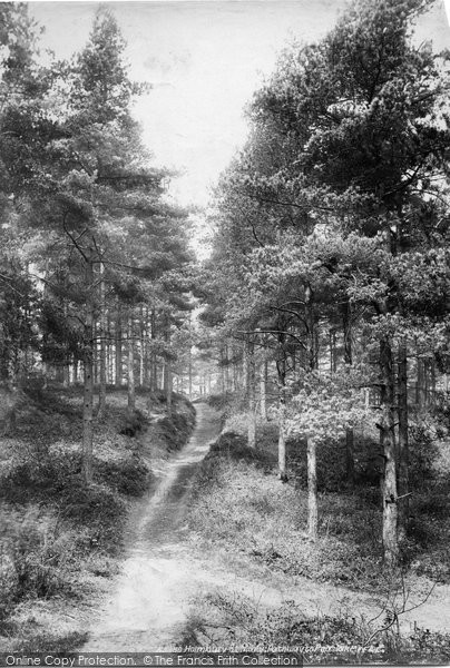 Photo of Holmbury St Mary, Pathway To Peaslake 1906