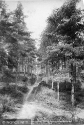 Pathway To Peaslake 1906, Holmbury St Mary
