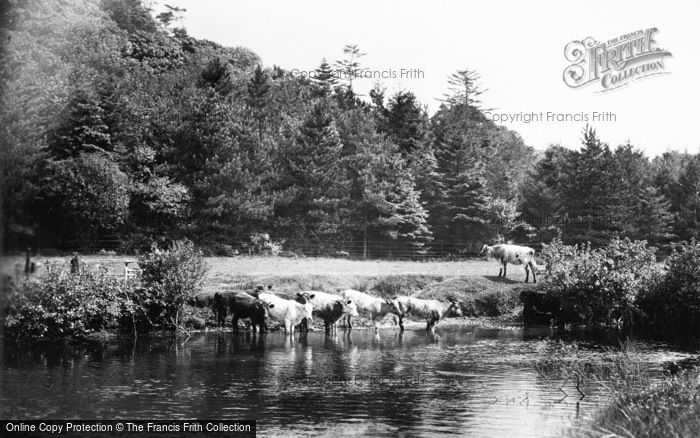 Photo of Holmrook, Cattle Keeping Cool c.1955