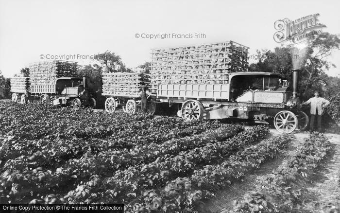 Photo of Holt, Strawberry Fields c.1910