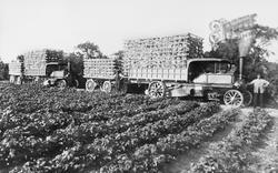 Strawberry Fields c.1910, Holt