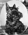 Scottish Terrier c.1955, Holy Island