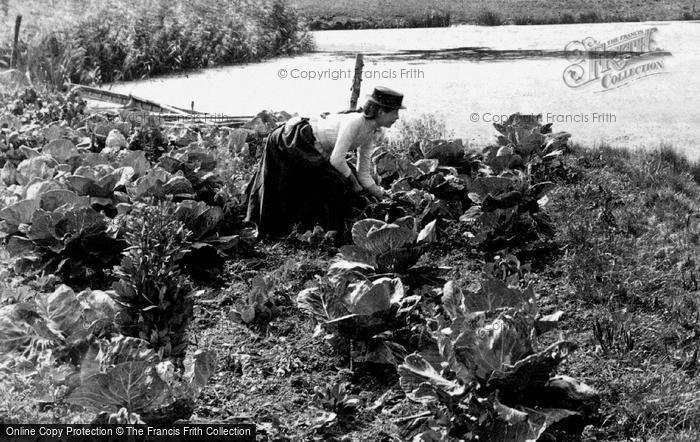 Photo of Horning, Harvesting Cabbages 1902