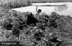 Harvesting Cabbages 1902, Horning