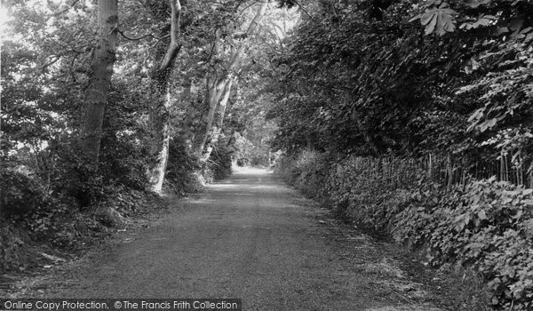 Photo of Horsey, Tree Walk c.1955