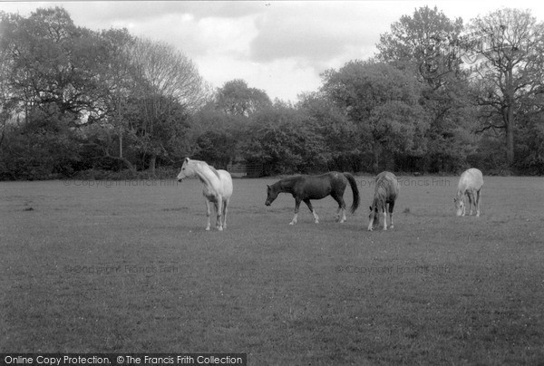 Photo of Horsham, Horses 2004