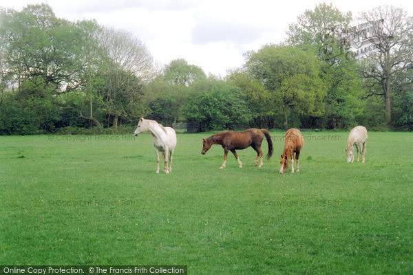 Photo of Horsham, Horses 2004