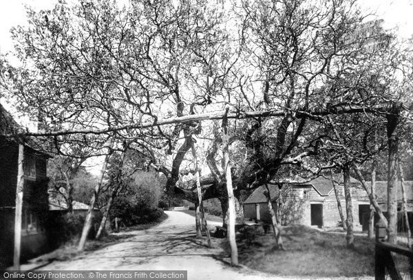 Photo of Horsmonden, The Walnut Tree 1901