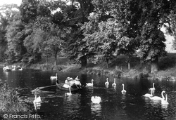 Swans On The Canal 1918, Hythe