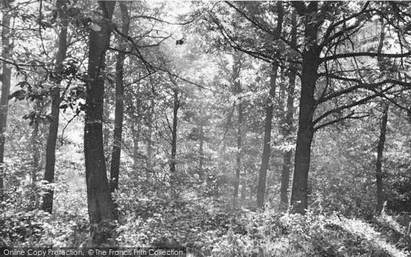 Photo of Ide Hill, In The Woods c.1955