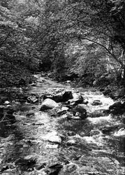 The River c.1955, Ingleton