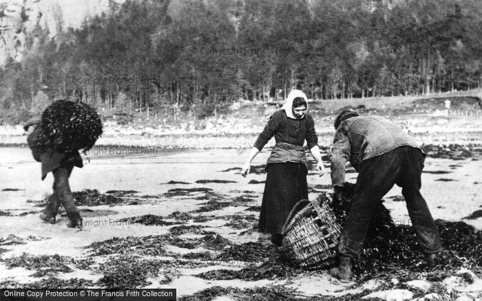 Photo of Inveraray, Collecting Seaweed c.1890