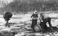 Collecting Seaweed c.1890, Inveraray
