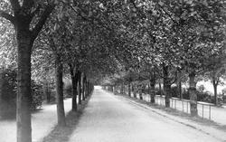 Avenue Of Trees c.1880, Ipswich