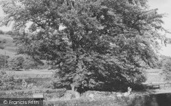 John Wesley's Tree c.1955, Ireshopeburn