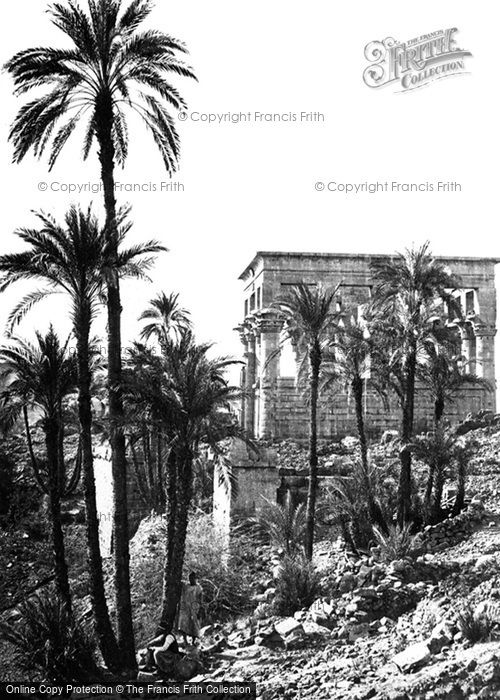Photo of Island Of Philae, Group Of Palms 1860