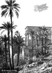 Group Of Palms 1860, Island Of Philae