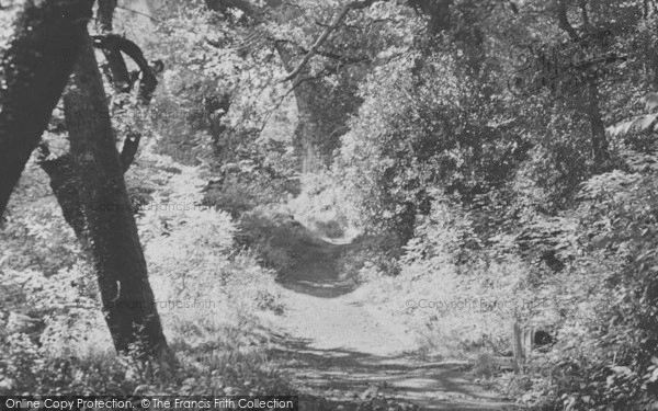 Photo of Ivybridge, The Woods c.1955