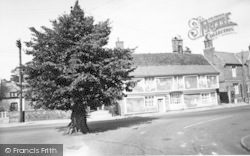The Tree c.1955, Ixworth