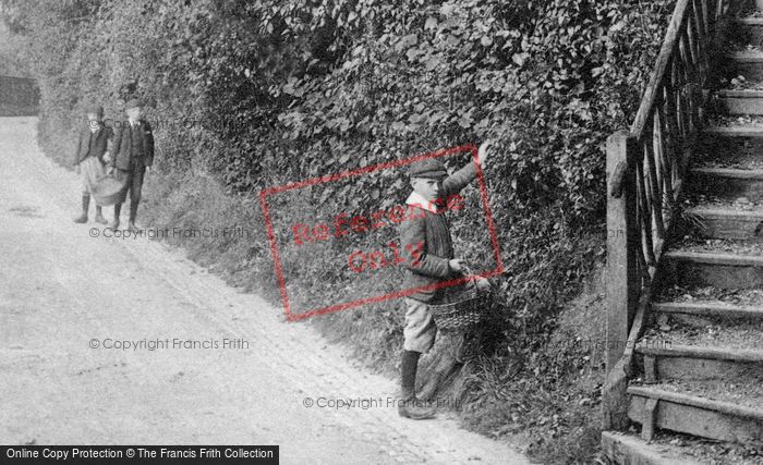 Photo of Kenley, Boys Gathering Nuts 1903