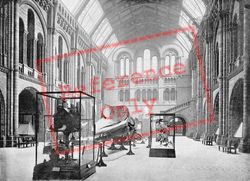 Entrance Hall, The Natural History Musem c.1895, Kensington