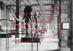 Natural History Museum, South-East Gallery, The Great Mastodon c.1895, Kensington
