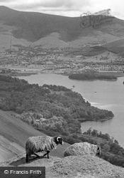 Sheep On Cat Bells c.1955, Keswick