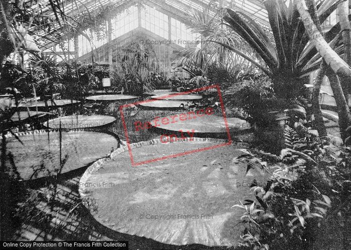 Photo of Kew, Gardens, Tropical House, The Gigantic Victoria Regina c.1895