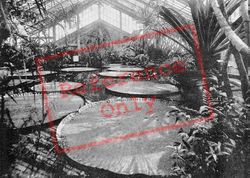 Gardens, Tropical House, The Gigantic Victoria Regina c.1895, Kew