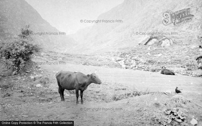 Photo of Killarney, Cows, Gap Of Dunloe c.1937