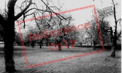 Cherry Orchard c.1960, Kings Langley
