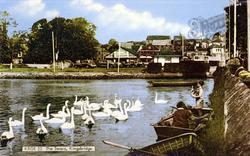 The Swans c.1955, Kingsbridge