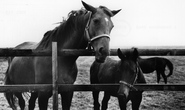 Polhampton Lodge Stud c.1965, Kingsclere