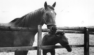 Polhampton Lodge Stud c.1965, Kingsclere