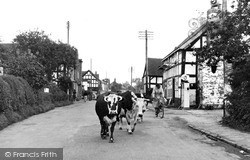 Driving Cows Through The Village c.1955, Kingsland