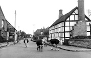 Driving Cows Through The Village c.1955, Kingsland