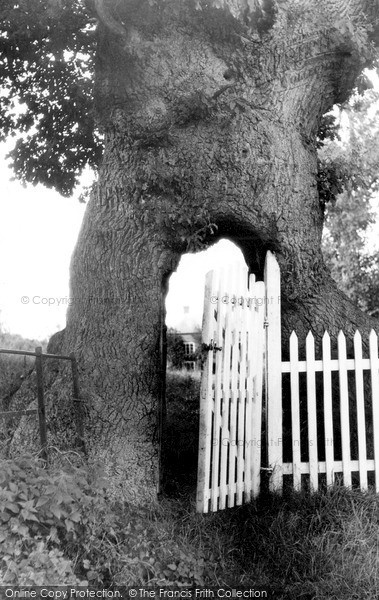 Photo of Kingsland, The Gate In The Tree c.1955