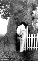 The Gate In The Tree c.1955, Kingsland
