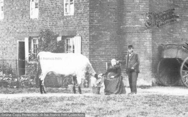 Photo of Kingswinford, A Cow, Burrows Farm  c.1890